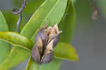 Yellow jessamine